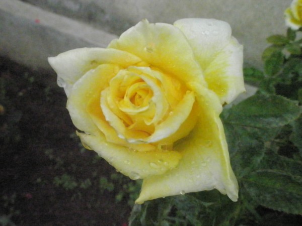 Name:  P9122098 (600 x 450).jpg
Views: 946
Size:  50.9 KB