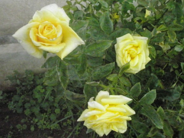 Name:  P9122099 (600 x 450).jpg
Views: 987
Size:  70.0 KB
