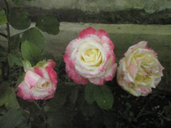 Name:  P9122100 (600 x 450).jpg
Views: 677
Size:  57.8 KB