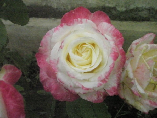 Name:  P9122102 (600 x 450).jpg
Views: 676
Size:  54.4 KB