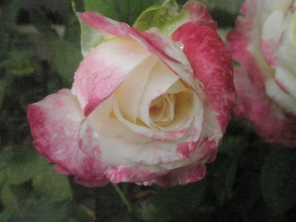 Name:  P9122103 (600 x 450).jpg
Views: 683
Size:  51.0 KB