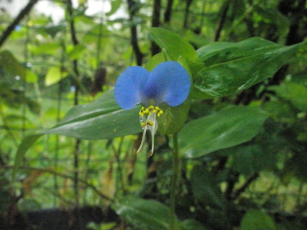 Name:  P9122075 (600 x 450).jpg
Views: 1011
Size:  60.9 KB