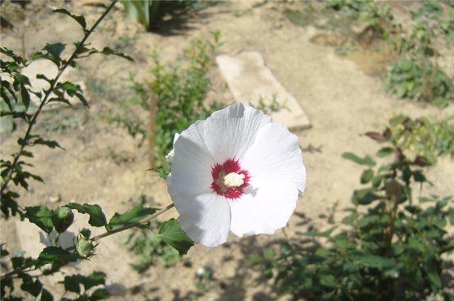 Name:  24.jpg
Views: 5121
Size:  42.5 KB
