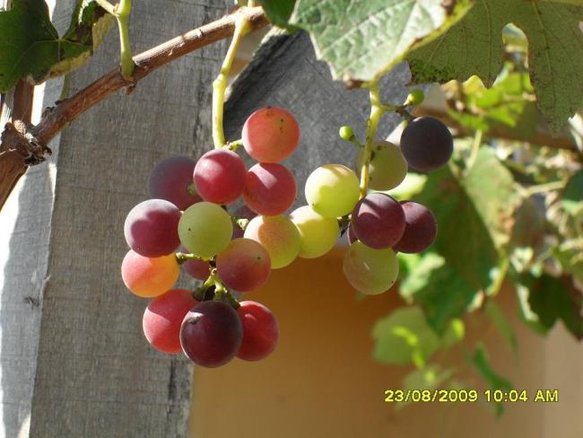 Name:  702.jpg
Views: 3157
Size:  45.0 KB