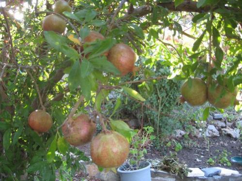 Name:  IMG_1101.jpg
Views: 841
Size:  45.4 KB