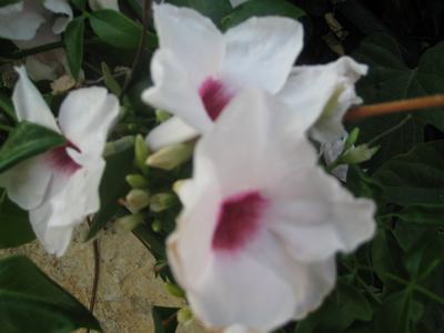 Name:  IMG_1156.jpg
Views: 790
Size:  24.7 KB