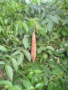 Name:  IMG_1128.JPG
Views: 879
Size:  35.5 KB