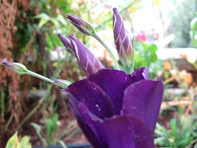 Name:  eyllde lisiler.jpg
Views: 812
Size:  41.6 KB