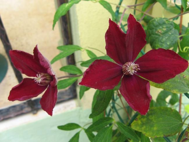 Name:  eyllde clematis.jpg
Views: 895
Size:  38.5 KB