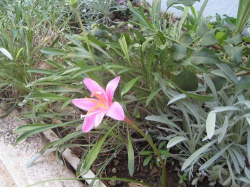 Name:  IMG_0949.jpg
Views: 831
Size:  45.1 KB