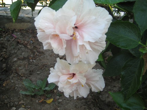 Name:  IMG_1090.jpg
Views: 838
Size:  58.5 KB