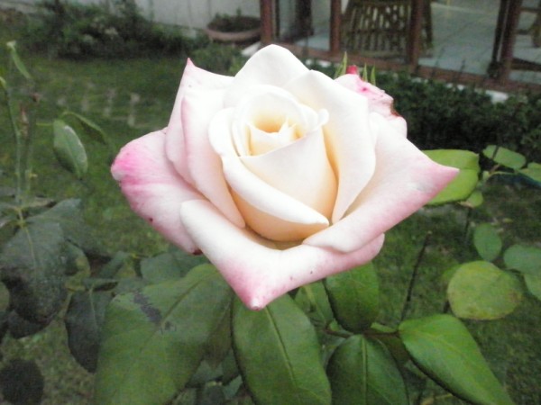 Name:  P9192184 (600 x 450).jpg
Views: 1081
Size:  57.1 KB