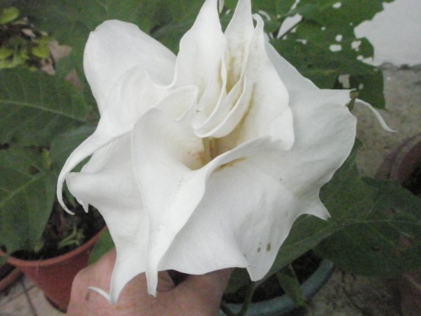 Name:  P9262201 (600 x 450).jpg
Views: 930
Size:  50.3 KB