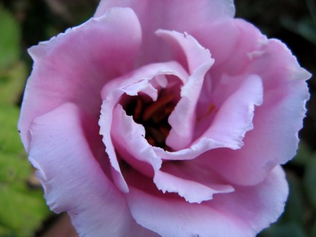 Name:  lisi pembe.jpg
Views: 1096
Size:  28.0 KB
