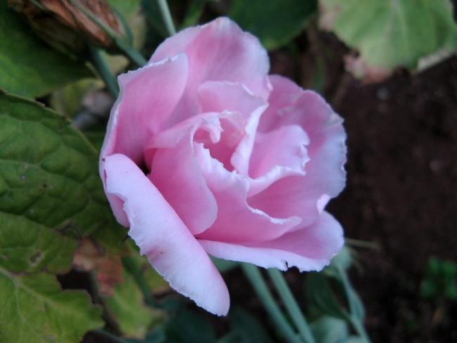 Name:  lisipembe.jpg
Views: 1132
Size:  29.0 KB