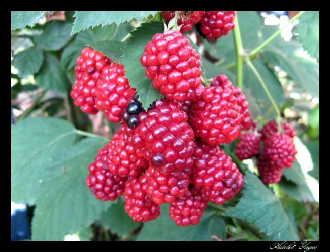 Name:  brtlen.jpg
Views: 1201
Size:  53.6 KB