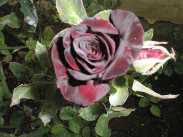 Name:  P9302270 (600 x 450).jpg
Views: 845
Size:  67.5 KB