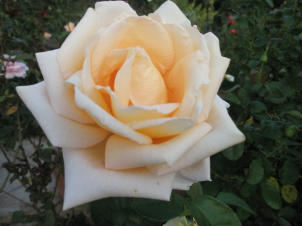 Name:  P9302265 (600 x 450).jpg
Views: 1119
Size:  50.2 KB