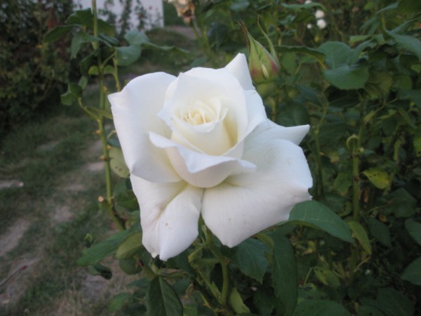 Name:  P9302257 (600 x 450).jpg
Views: 927
Size:  53.1 KB