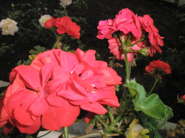 Name:  P9302281 (600 x 450).jpg
Views: 1030
Size:  66.4 KB