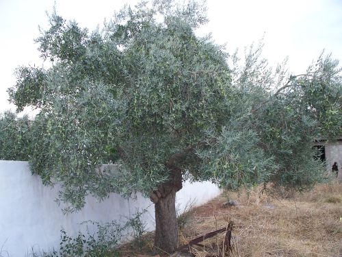 Name:  zeytin01.jpg
Views: 1465
Size:  54.8 KB