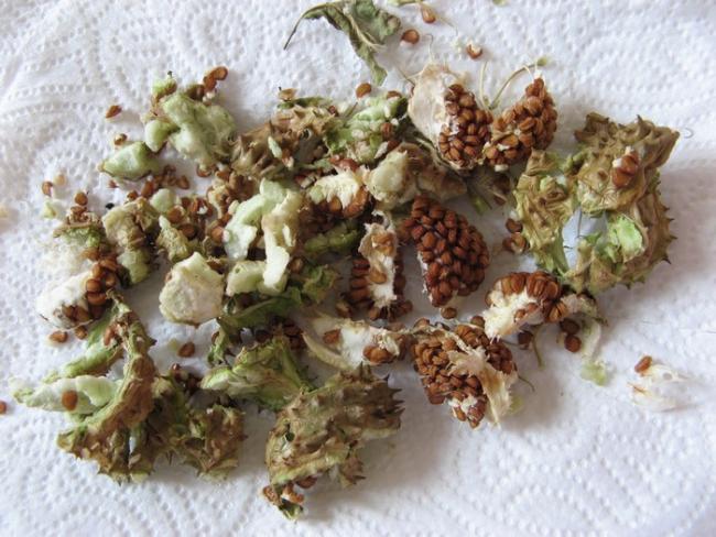 Name:  datura tohum.jpg
Views: 1758
Size:  58.7 KB