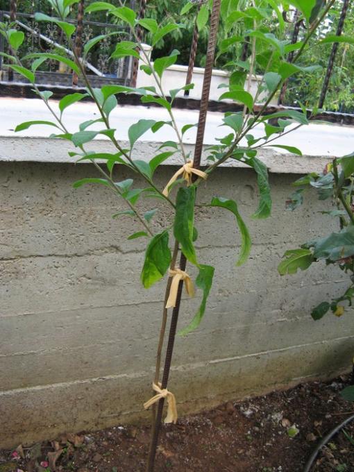 Name:  solanum aa.jpg
Views: 1018
Size:  69.3 KB