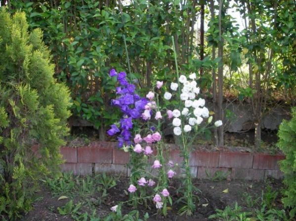 Name:  resim263on6[1] (600 x 450).jpg
Views: 22273
Size:  63.3 KB