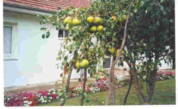 Name:  deveciarmudubz4[1] (600 x 369).jpg
Views: 5094
Size:  40.6 KB