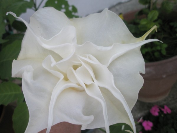 Name:  PA062295 (600 x 450).jpg
Views: 735
Size:  40.0 KB