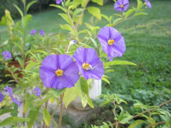Name:  PA072319 (600 x 450).jpg
Views: 754
Size:  66.9 KB