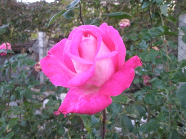 Name:  PA072302 (600 x 450).jpg
Views: 988
Size:  69.0 KB