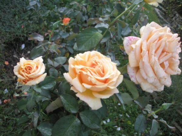 Name:  PA072313 (600 x 450).jpg
Views: 889
Size:  45.4 KB