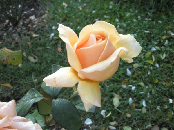 Name:  PA072312 (600 x 450).jpg
Views: 821
Size:  70.0 KB