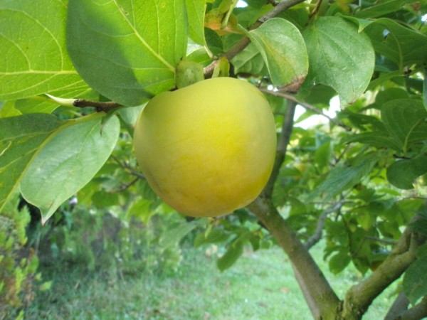 Name:  PA072308 (600 x 450).jpg
Views: 1048
Size:  67.6 KB