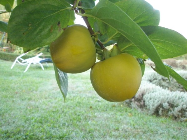Name:  PA072309 (600 x 450).jpg
Views: 1032
Size:  63.5 KB