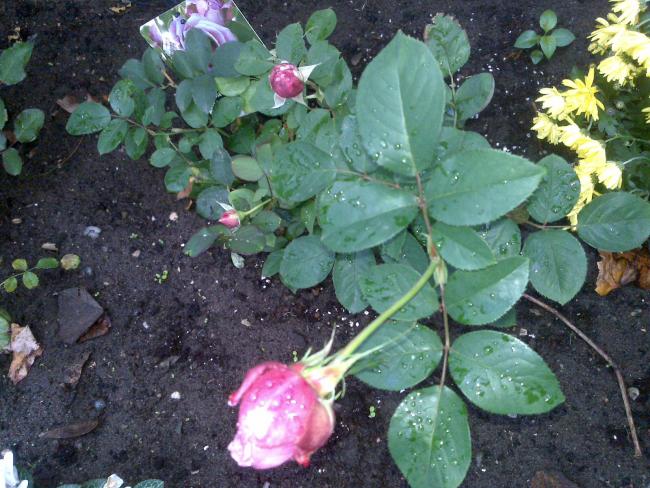 Name:  ABCD0012.jpg
Views: 1738
Size:  66.4 KB