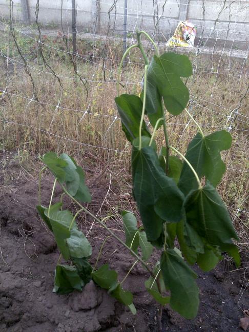 Name:  ABCD0013.jpg
Views: 1407
Size:  72.7 KB