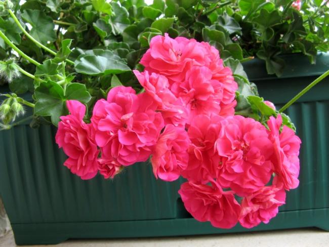 Name:  Ekimde sardunya.jpg
Views: 1093
Size:  51.4 KB