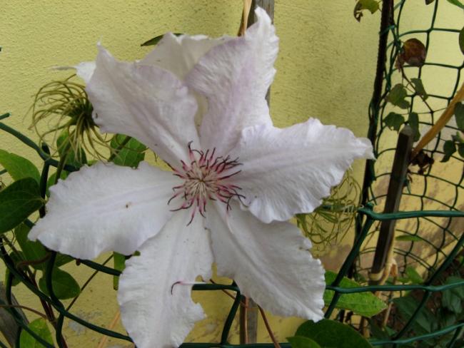 Name:  ekimclematis.jpg
Views: 741
Size:  50.1 KB