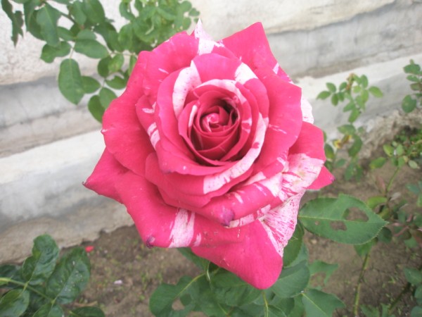 Name:  PA152325 (600 x 450).jpg
Views: 960
Size:  63.1 KB