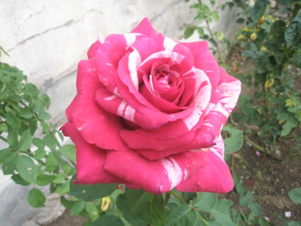 Name:  PA152329 (600 x 450).jpg
Views: 948
Size:  63.7 KB
