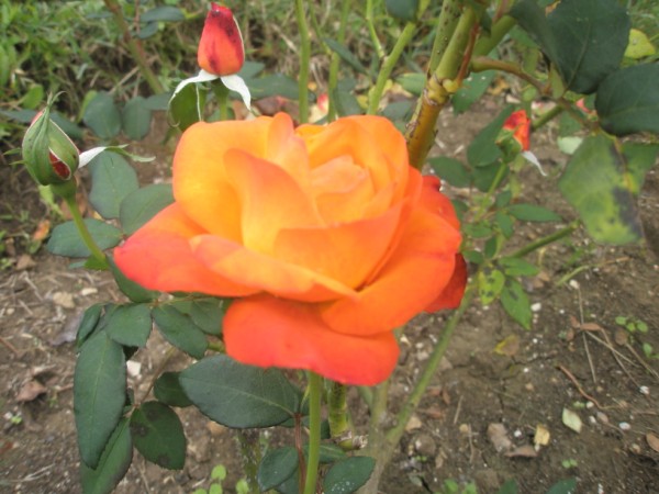 Name:  PA152334 (600 x 450).jpg
Views: 906
Size:  69.5 KB