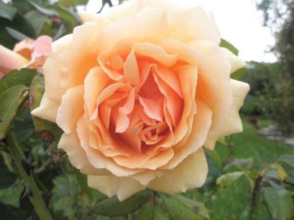 Name:  PA152335 (600 x 450).jpg
Views: 913
Size:  52.8 KB