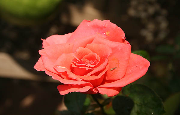 Name:  turuncu.jpg
Views: 1901
Size:  50.2 KB