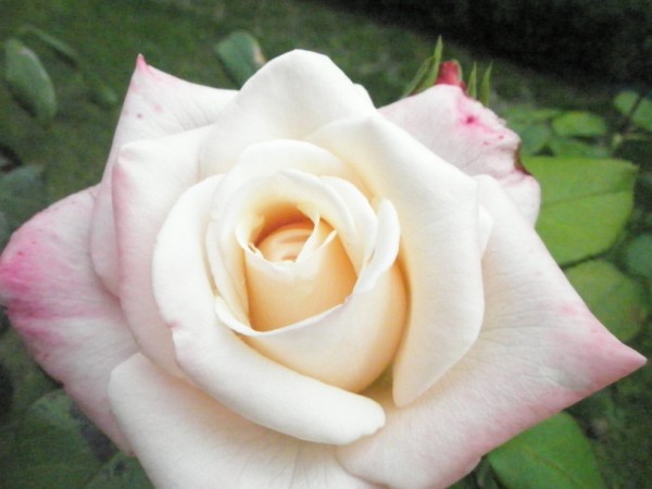 Name:  P9192185 (600 x 450).jpg
Views: 890
Size:  47.2 KB