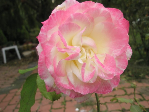 Name:  PA172362 (600 x 450).jpg
Views: 1097
Size:  48.8 KB