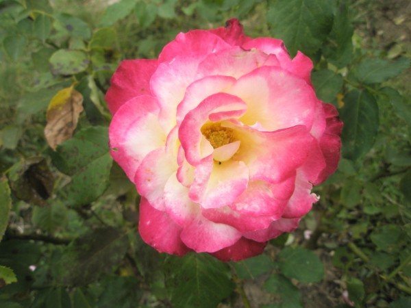 Name:  PA172363 (600 x 450).jpg
Views: 1081
Size:  56.8 KB