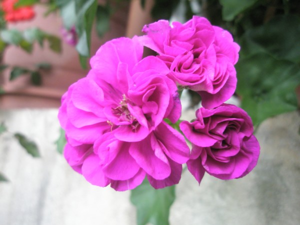 Name:  PA172357 (600 x 450).jpg
Views: 872
Size:  53.0 KB