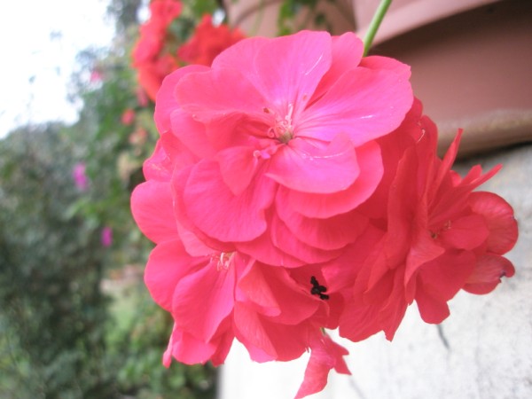 Name:  PA172358 (600 x 450).jpg
Views: 810
Size:  49.4 KB